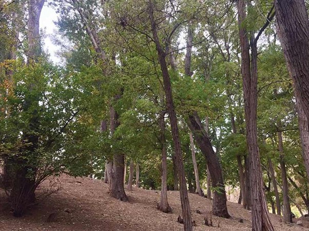 جنگل کارا درکه بهترین مکان برای تنفس هوای پاک