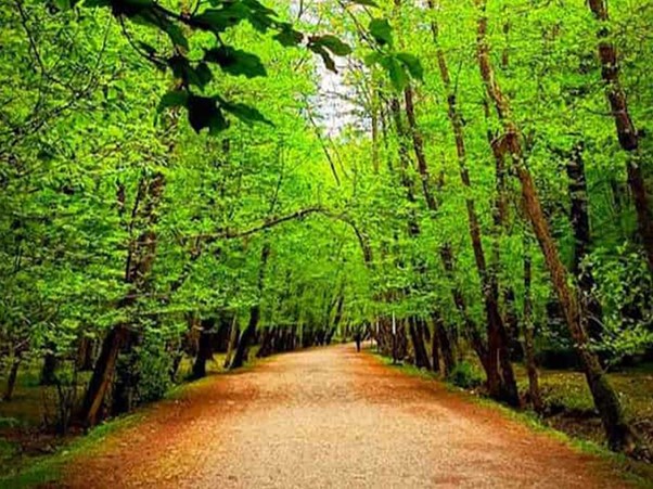 جنگل های بابلسر