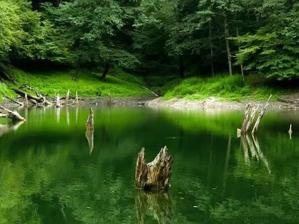 پوشش گیاهی سرسبز جنگل سوته بابلسر