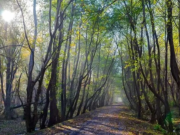 جنگل نور مازندران با درختان بسیار زیاد