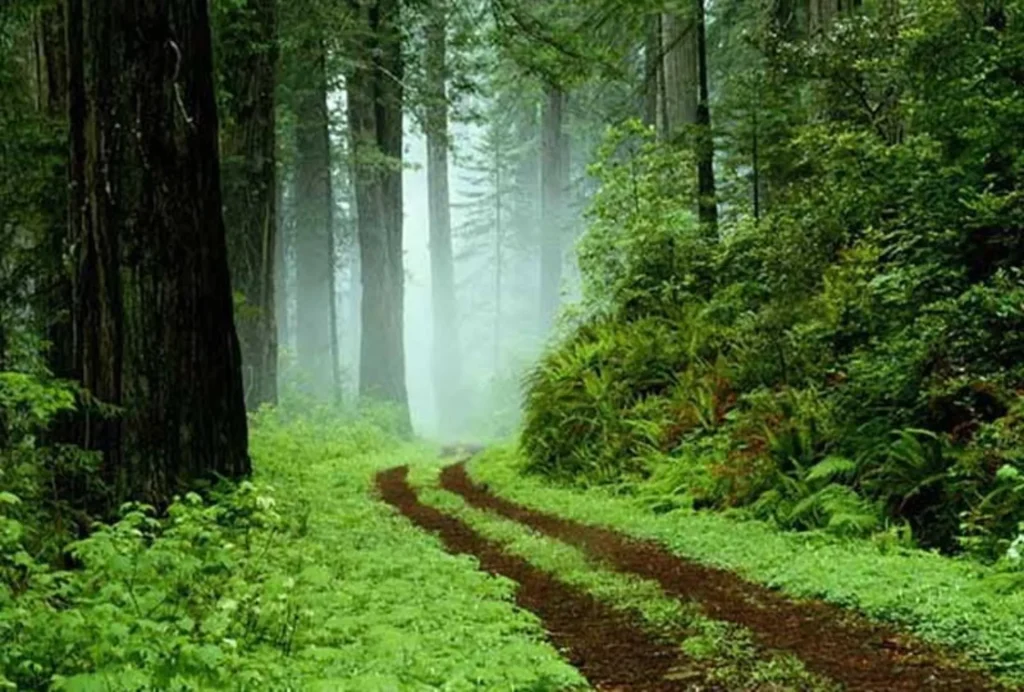 جنگل های شمال