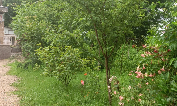اجاره ویلا روستایی خوش آب و هوا ماسال