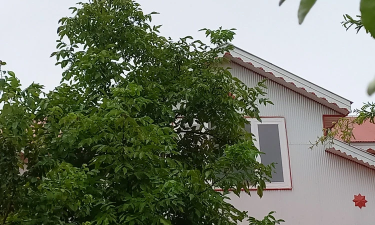 اجاره سوئیت جنگلی ماسال
