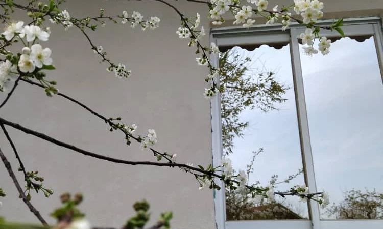 اجاره سوئیت جنگلی روستایی رشت