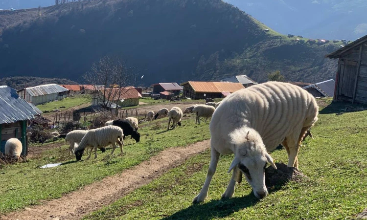 اجاره کلبه روستایی مارین اولسبلانگاه ماسال