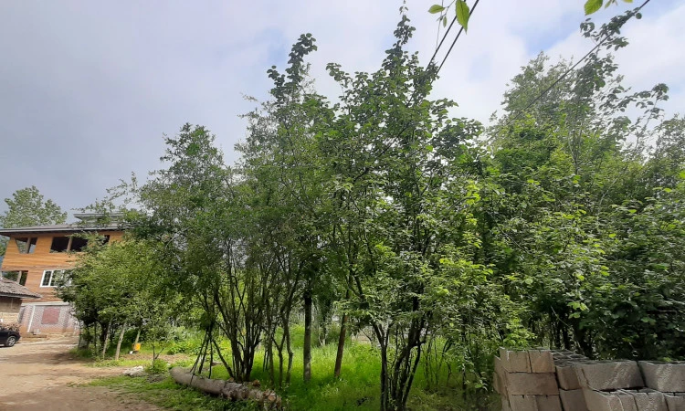 کلبه چوبی روستایی میثم ماسال