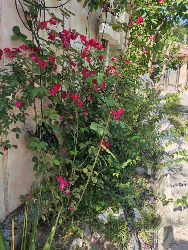 ویلا شهرکی آستارا
