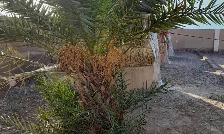 اقامتگاه بابا عطا شهداد ( سوئیت خاتون 2 )