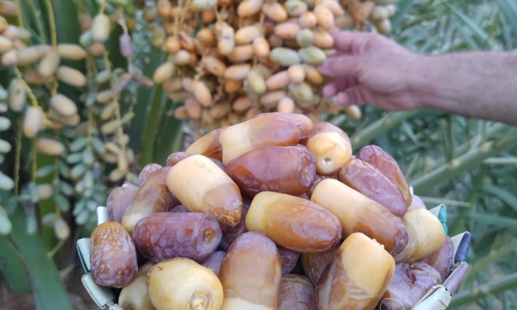 اقامتگاه هوربانو کرمان ( اتاق دو تخته مهر )